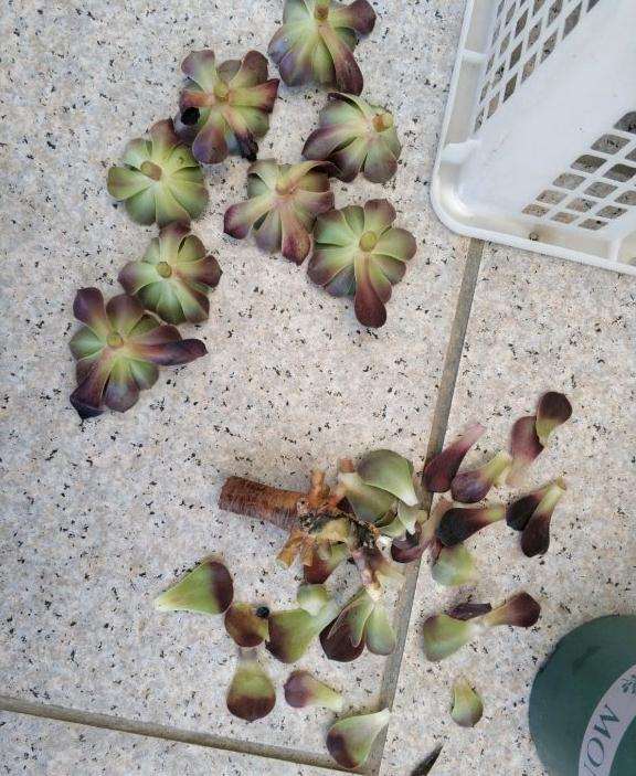 万圣节法师多肉