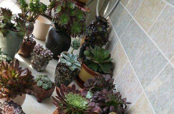 为什么万圣节法师多肉也有臭味