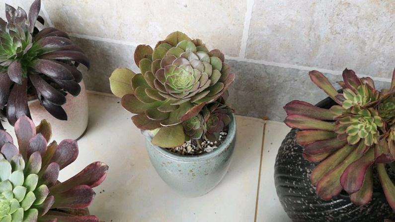 为什么万圣节法师多肉也有臭味