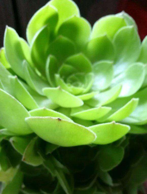 法师多肉每次应该浇水多少