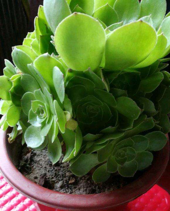 法师多肉每次应该浇水多少