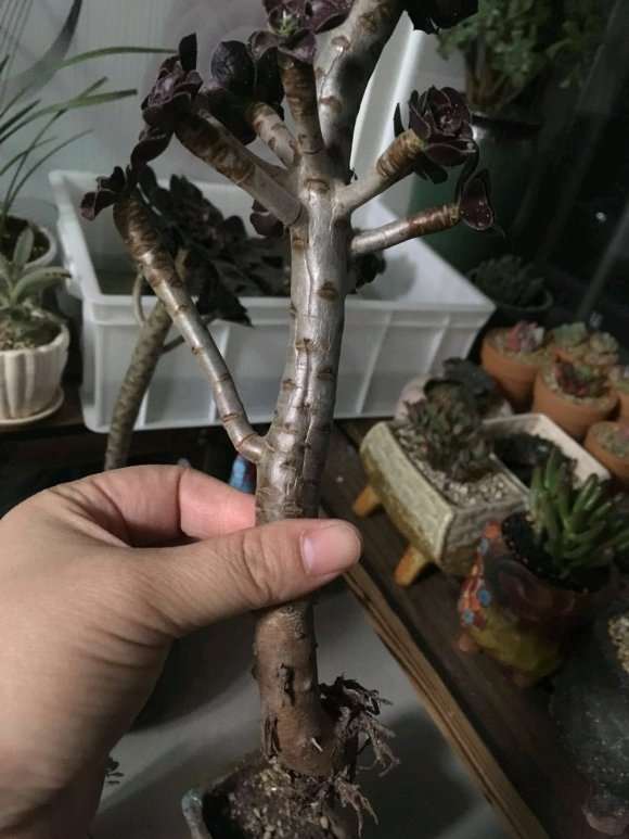 法师多肉杆子萎缩了 怎么办 图片