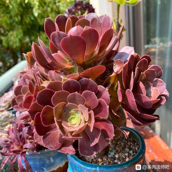 还是万圣节法师多肉呢