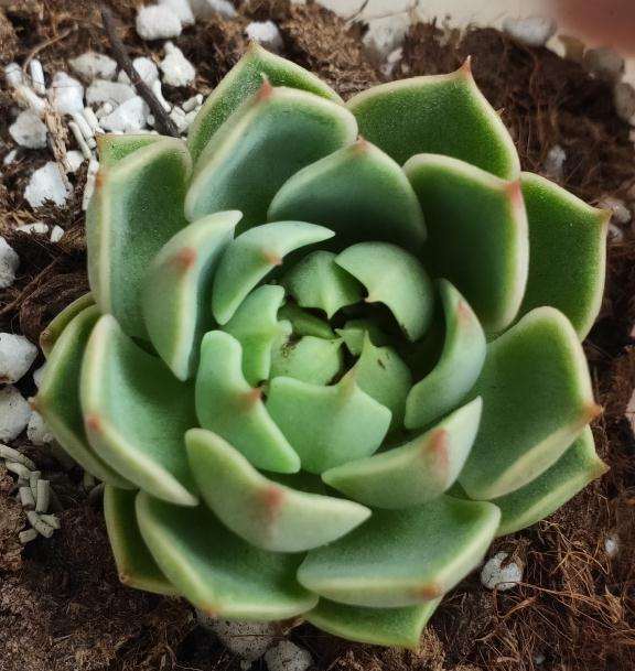 法师多肉叶子有点化水