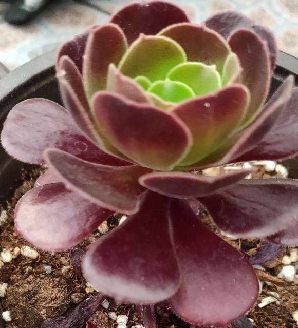 法师多肉叶子有点化水