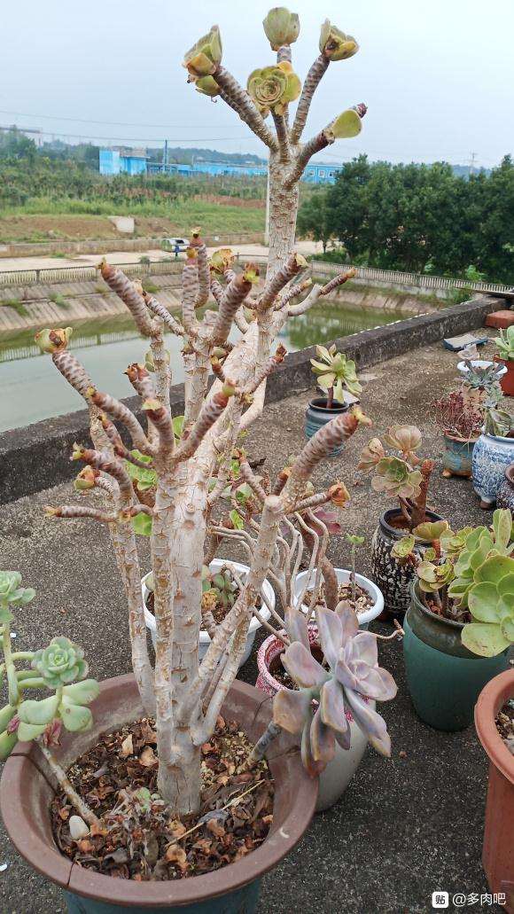 法师多肉 夏天居然秃了 怎么办 图片