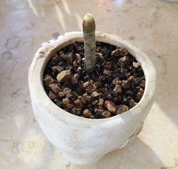 阳台盆栽法师多肉单头能长成什么样