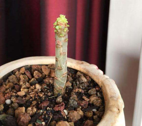 阳台盆栽法师多肉单头能长成什么样