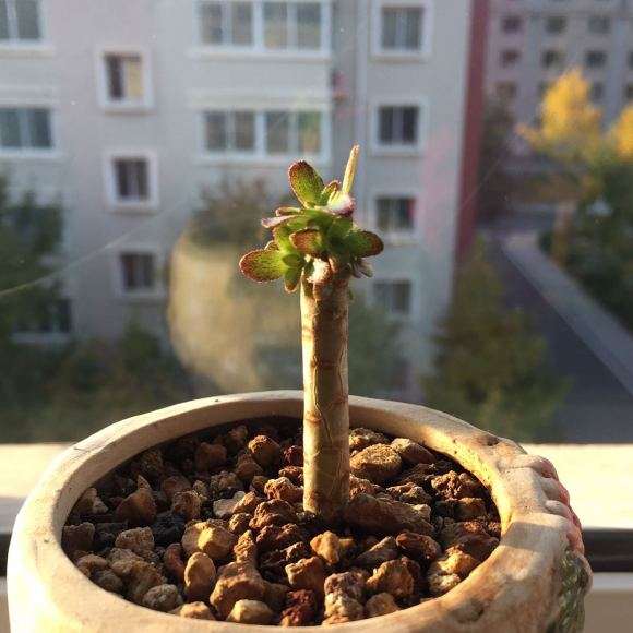 阳台盆栽法师多肉单头能长成什么样