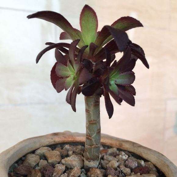 阳台盆栽法师多肉单头能长成什么样