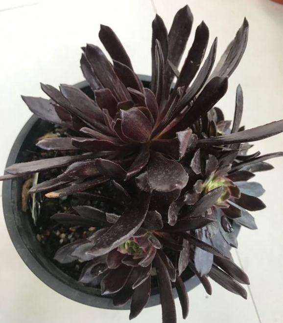 赤霞飞法师多肉露养黑成这样了