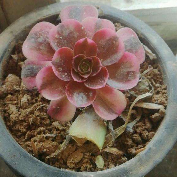 美杜莎法师多肉不停的消耗叶片