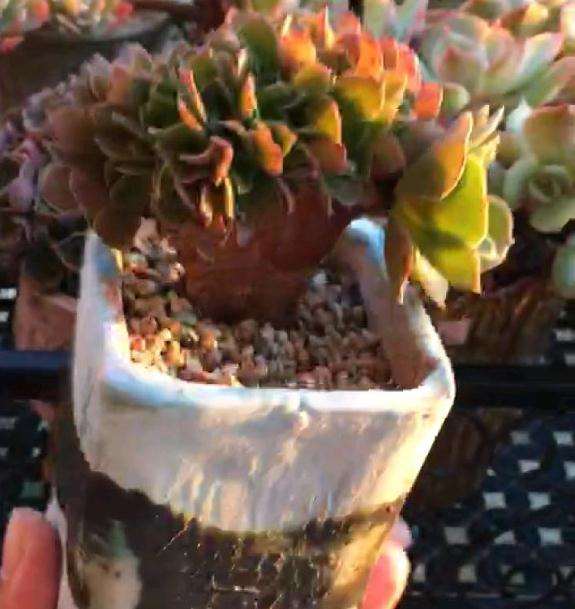 玫瑰法师多肉缀化