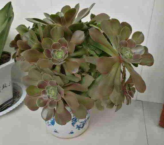 我的法师多肉叶片发软