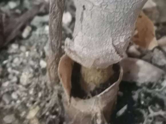 法师多肉底部 到底怎么了