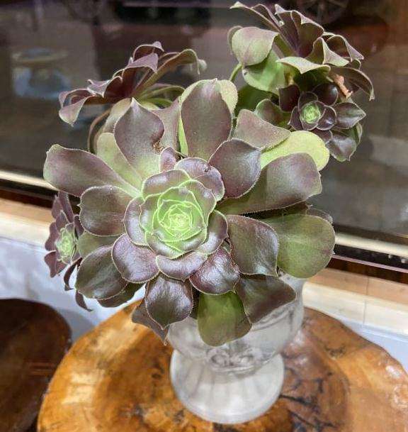 法师多肉有什么问题吗