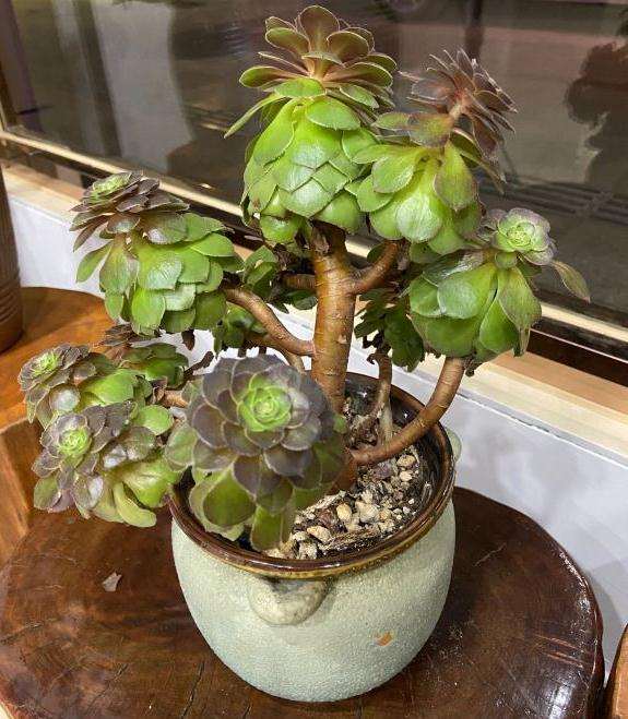 法师多肉有什么问题吗