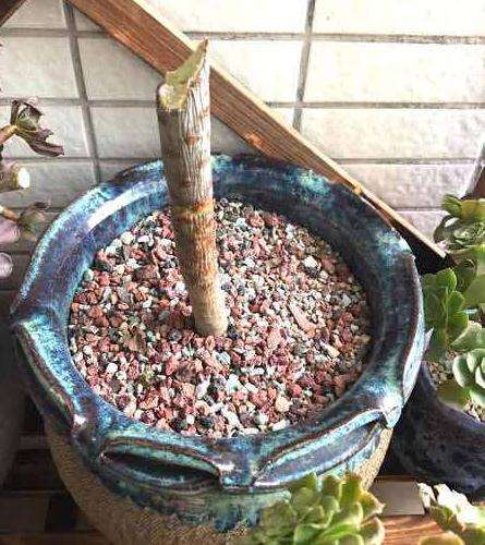 法师多肉砍头了 没有黑腐 怎么办