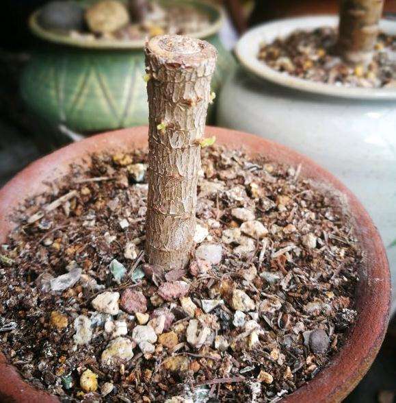 法师多肉砍头了 没有黑腐 怎么办