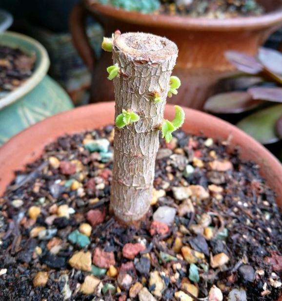 法师多肉砍头了 没有黑腐 怎么办