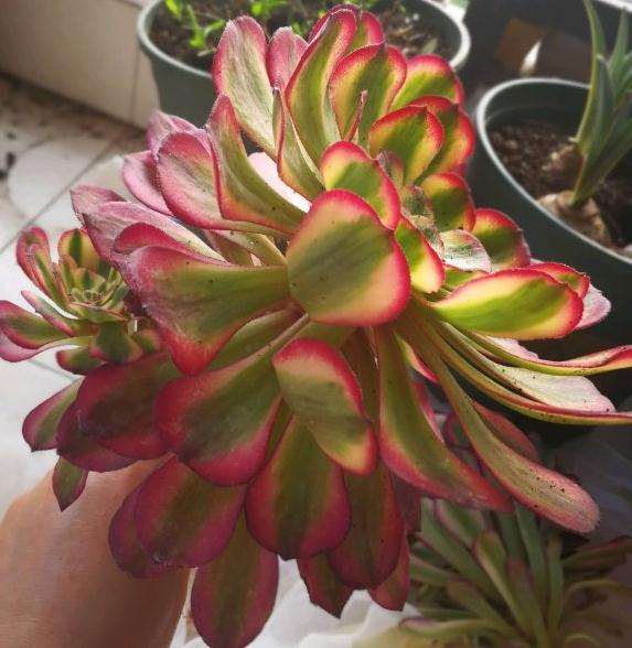 美娅法师多肉 怎么办