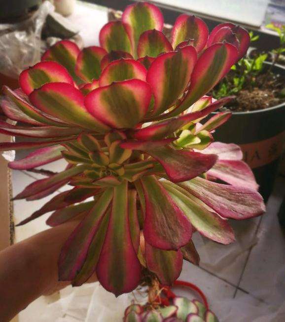 美娅法师多肉 怎么办