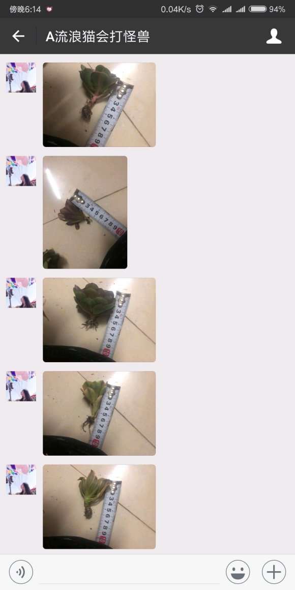 法师多肉这么量叶展