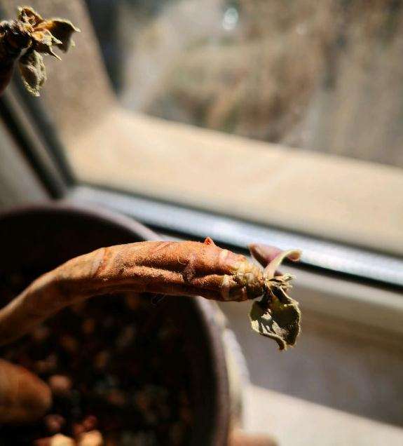 欧紫法师多肉疯狂掉叶子