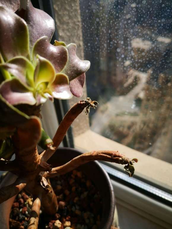 欧紫法师多肉疯狂掉叶子