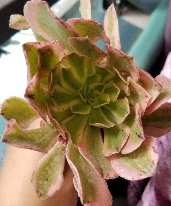 刚入手的法师多肉