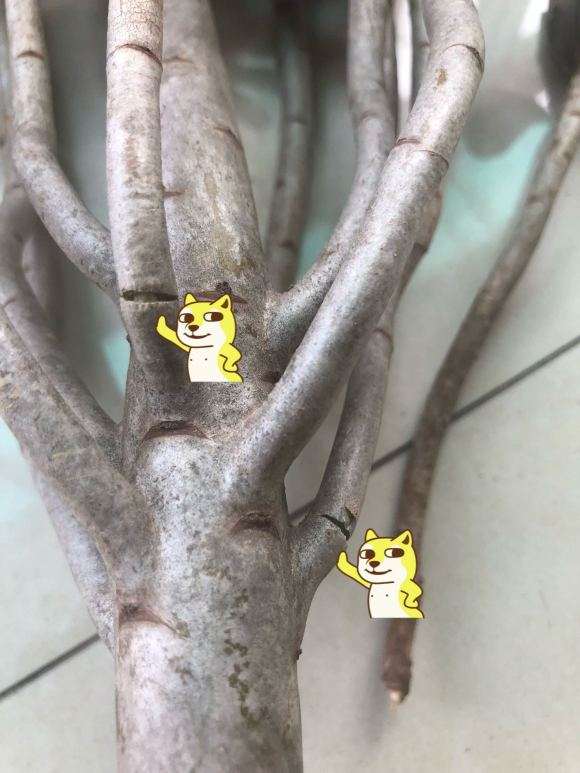 法师多肉的两个侧枝要断了