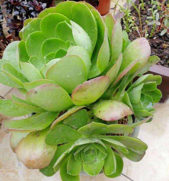 这是香炉盘 还是玉龙观音法师多肉