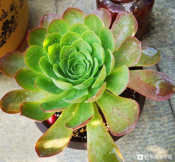 这是香炉盘 还是玉龙观音法师多肉