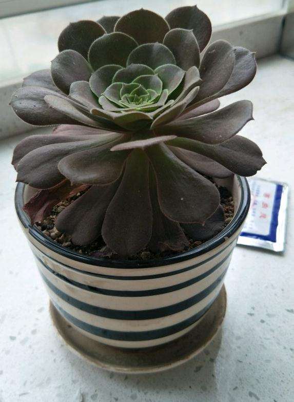 法师多肉叶子消耗特别快