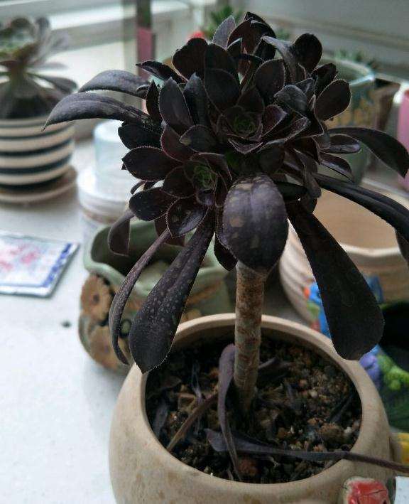 法师多肉叶子消耗特别快