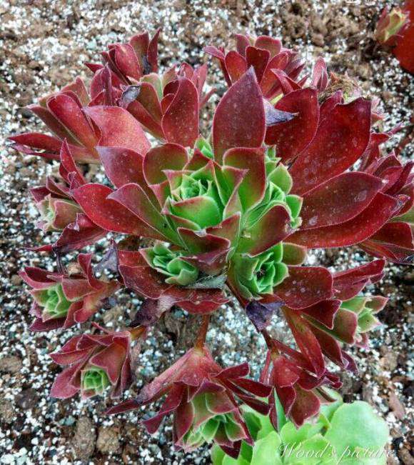 哪些法师多肉品种是臭的