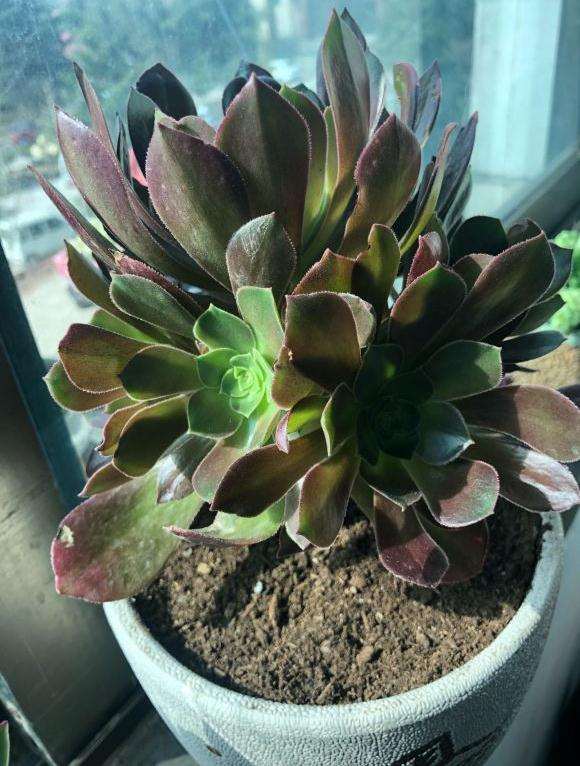 这种法师多肉有香味啊