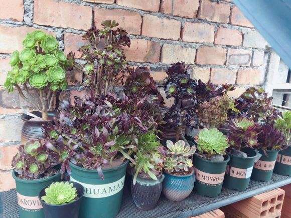 黑暗萝莉是什么法师多肉有必要买吗