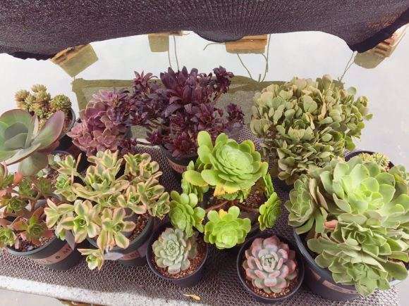 黑暗萝莉是什么法师多肉有必要买吗