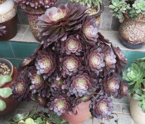 黑暗萝莉是什么法师多肉有必要买吗