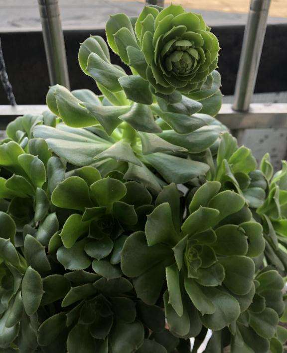 绿羊绒法师多肉上面的是籽吗