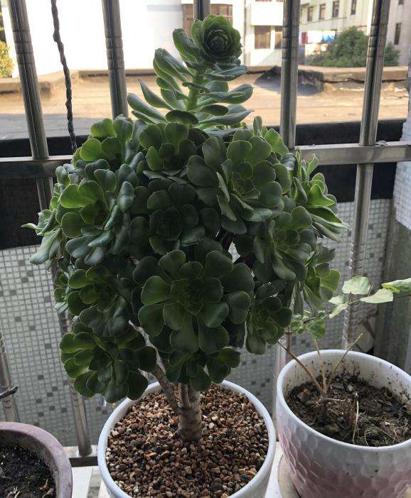 绿羊绒法师多肉上面的是籽吗