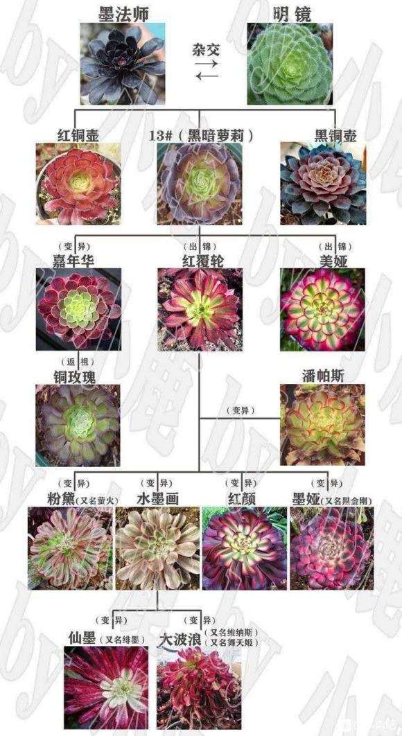 多肉法师锦是怎么由来的