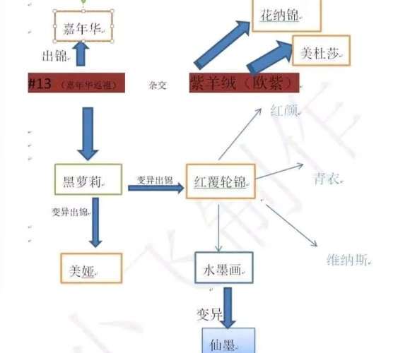 多肉法师锦是怎么由来的