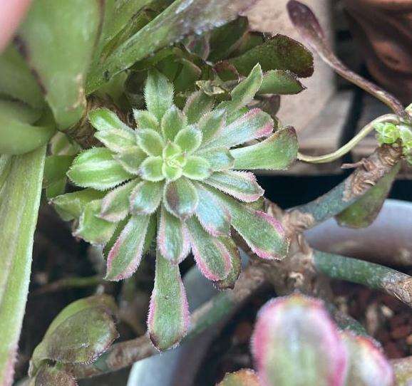 红腹轮晒法师多肉不黑 还有点卷叶 图片