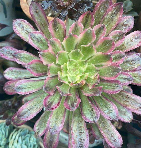 红腹轮晒法师多肉不黑 还有点卷叶 图片