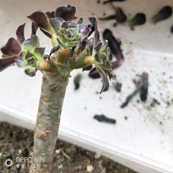 法师多肉掉叶子 以为是黑了 怎么办