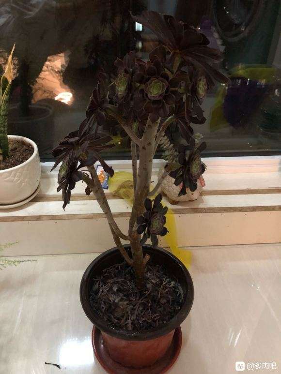 黑法师多肉一直在掉叶子