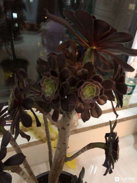 黑法师多肉一直在掉叶子