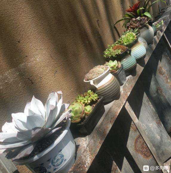 为什么养法师多肉最好用70%颗粒土